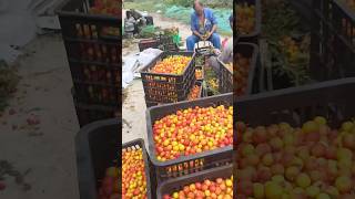 Interesting Red Plum Harvesting satisfying RomFarm [upl. by Llemert261]