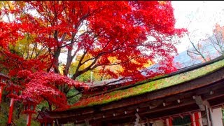 【HD】鞍馬寺の秋 −雨上がりの紅葉− Kyoto Kurama Temple [upl. by Cohin]