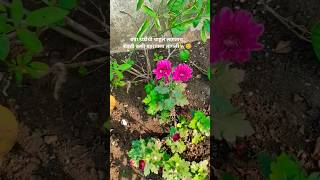 21 November 2024chrysanthemum flower 🏡😂short nature shevanti flowerschrysanthemums garden [upl. by Lian]