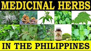 Medicinal Herbs in the Philippines and their Traditional Medicinal Uses [upl. by Alliber]