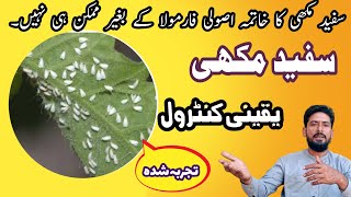 Whitefly insect control  whiteflies control  how to control whitefly in cotton [upl. by Japheth339]