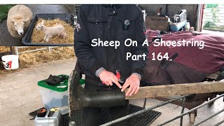 Sheep On A Shoestring Part 164 [upl. by Mctyre]