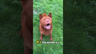 Cantonese Bear Dog cantonese bear dog tibetianmastiff chowchow fyp [upl. by Asylem]