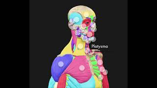 Muscles Of The Neck  Platysma [upl. by Birgit]