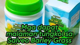 SALVEO BARLEY GRASS MGA DAPAT MONG MALAMAN ABOUT SALVEO BARLEY GRASS [upl. by Lekym]