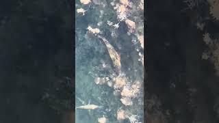 BEAUTIFUL SPOTTED FISH FEEDING in Paphos Harbour on CYPRUS ISLAND [upl. by Issor]