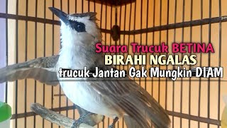 Trucuk Betina Memanggil Jantan Suara BIRAHI ini TERCEPAT untuk trucukan Gacor Yang SUSAH ropel [upl. by Morris]