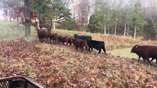 A brisk morning 2 mile cattle drive to new rested [upl. by Ylerebmik605]