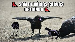 🐦 Som de vários corvos gritando 🐦 Crow crow croow [upl. by Azmuh]