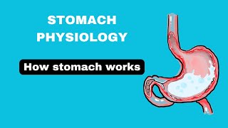 Stomach structure stomach physiology part1 stomach notes in hindi [upl. by Aihsit]