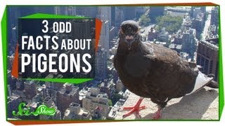 3 Odd Facts About Pigeons [upl. by Arihsa]