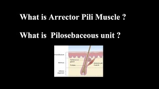 What is Arrector Pili Muscle  What is Pilosebaceous unit [upl. by Arrec]