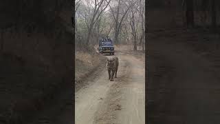 Ranthambore forest tiger scene [upl. by Ococ]