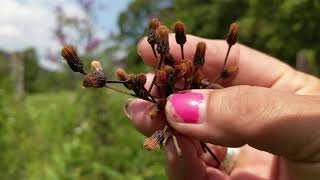 ironweed foraging and uses [upl. by Kenneth273]