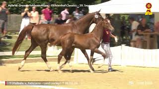 Lot 7 v Feliciano  Lord Loxley I [upl. by Colver41]