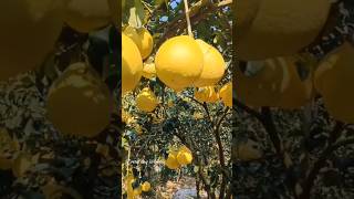 Wow So many pomelos Do you like eating pomelos fruits farmer planting [upl. by Pontias211]