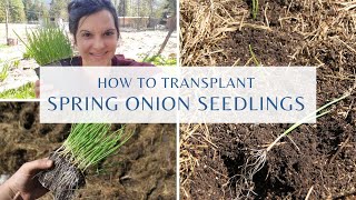 How to Transplant Spring Onion Seedlings  How to Transplant Spring Onions [upl. by Chemarin]