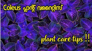 Coleus plant varieties and care tips Malayalam  Kannadi chedi [upl. by Nymassej552]