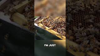 Harvesting Queen Cells Boosting Your Bee Colony [upl. by Kreager263]