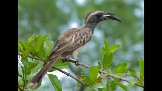 African Grey Hornbill Call  Birdsong  Wildlife Sounds [upl. by Yaras]