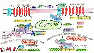 Wnt Signaling Pathway Wnt Beta Catenin Signaling Pathway [upl. by Eniger]