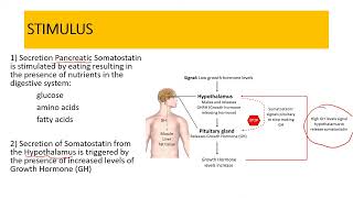 Somatostatin  GHIH [upl. by Truc353]