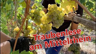 Traubenlese am Mittelrhein [upl. by Anhsirk662]