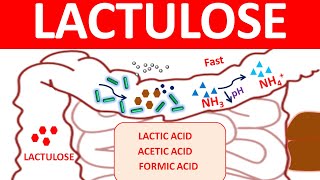 Lactulose Syrup  Drug Information [upl. by Aihsyt36]