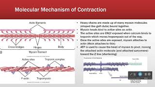 Sarcomere Structure Makes Function [upl. by Leamiba]