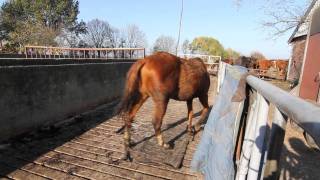 Verwaarloosde paarden in beslag genomen [upl. by Nuahsyd]