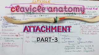 CLAVICLE ANATOMY l Attachments PART3 [upl. by Luzader]