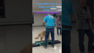 Proper Poodles “Intro to Guiding your Puppy to Place” [upl. by Rephotsirhc]