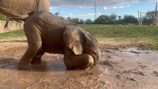 Elephant Calf Enjoys Mud [upl. by Mills]