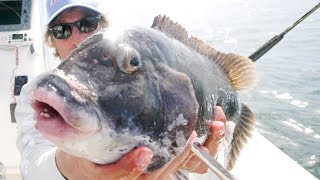 GIANT TAUTOG TAUTOG FISHING TIPS  Catch Clean and Cook [upl. by Tseng]