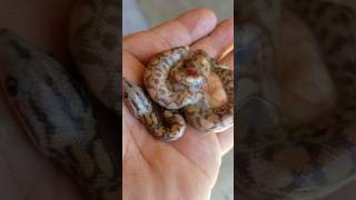 This is how a LIVE BIRTH snake looks like🤯 [upl. by Mcdonald577]