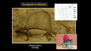 Vertebrate Evolution  Biology 1B Lecture 25 [upl. by Alexi]