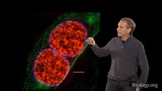 Microscopy SuperResolution Structured Illumination Microscopy SIM David Agard [upl. by Ettevey]