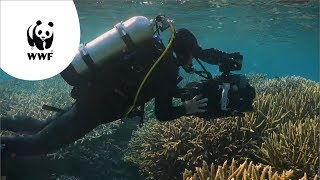 Our Planet  verbleking van koraal in het Great Barrier Reef [upl. by Archie668]