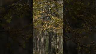 Autumn colours in Kamikochi  SONY a7CII  85mm F14 ZA  上高地 北アルプス Kamikochi Japan Alps shorts [upl. by Norga520]