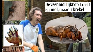 Animalia  Veenmol krabt met horrorklauwen in arm [upl. by Iv]