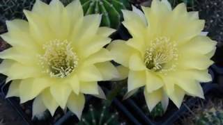 Plante grasse  cactus  Echinopsis oxygona [upl. by Eeladnerb832]