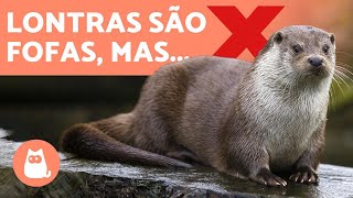 LONTRA DE ESTIMAÇÃO porque NÃO TER UMA 🚫 [upl. by Orelia]