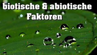 Ökologie abiotische amp biotische Faktoren [upl. by Goldston]