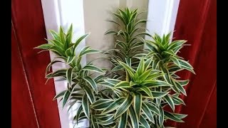 The Best Indoor Plants Dracaena Reflexa Propagation and Plant Care [upl. by Enifesoj]