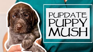 Caring For A New Litter  Weaning Puppies  How To Make Puppy Mush  Just Over 3 Weeks Old [upl. by Ytsim]