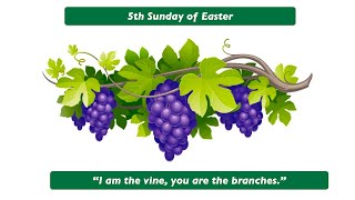 I am the vine you are the branches Homily for the 5th Sunday of Easter Year B [upl. by Narmak500]