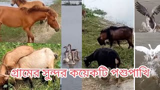 গ্রামের পরিবেশ সুন্দর করার কিছু পশুপাখি না দেখলে মিস করবেনছাগলের খামারগোড়ার ভিডিওগ্রাম বাংলা ২৪ [upl. by Drusy632]