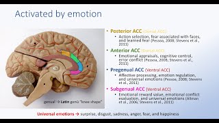 Anterior Cingulate Cortex and Emotion [upl. by Eekorehc73]