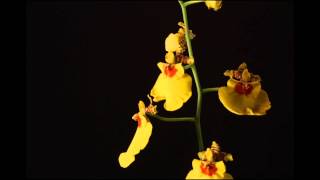 Time Lapse Photography Oncidium Orchid [upl. by Oman307]