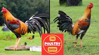 WGE Compilation  Poultry Show [upl. by Eeneg]